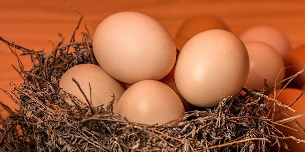 Россельхознадзор останавливает ввоз инкубационных яиц с 40 предприятий ЕС